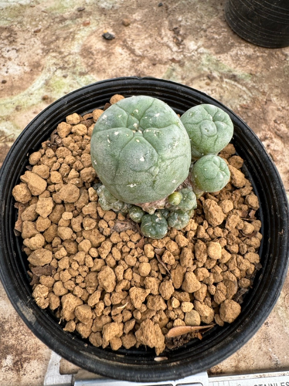 Lophophora williamsii – Peyote Cactus (6–7 cm, Own Root)