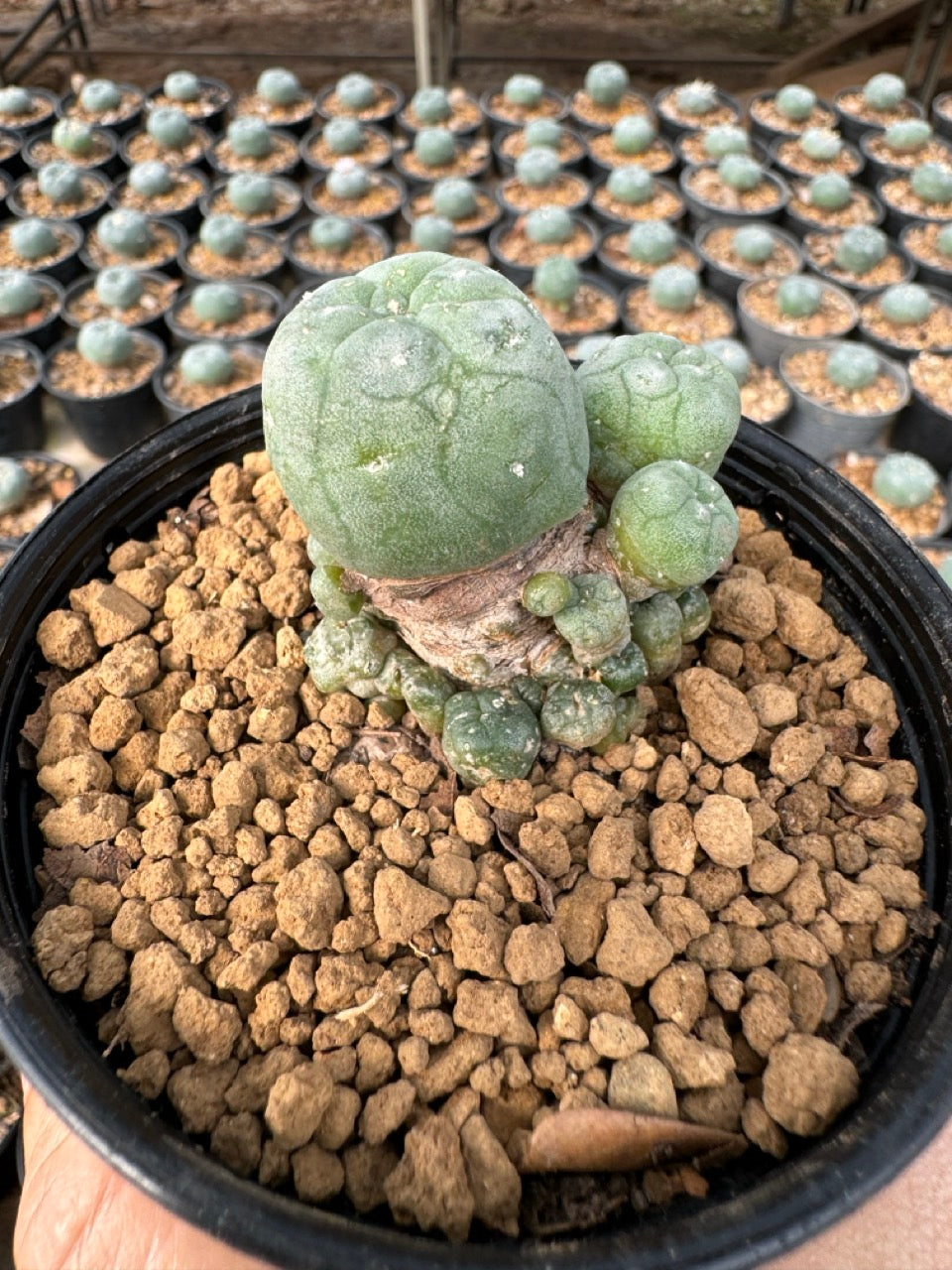 Lophophora williamsii – Peyote Cactus (6–7 cm, Own Root)
