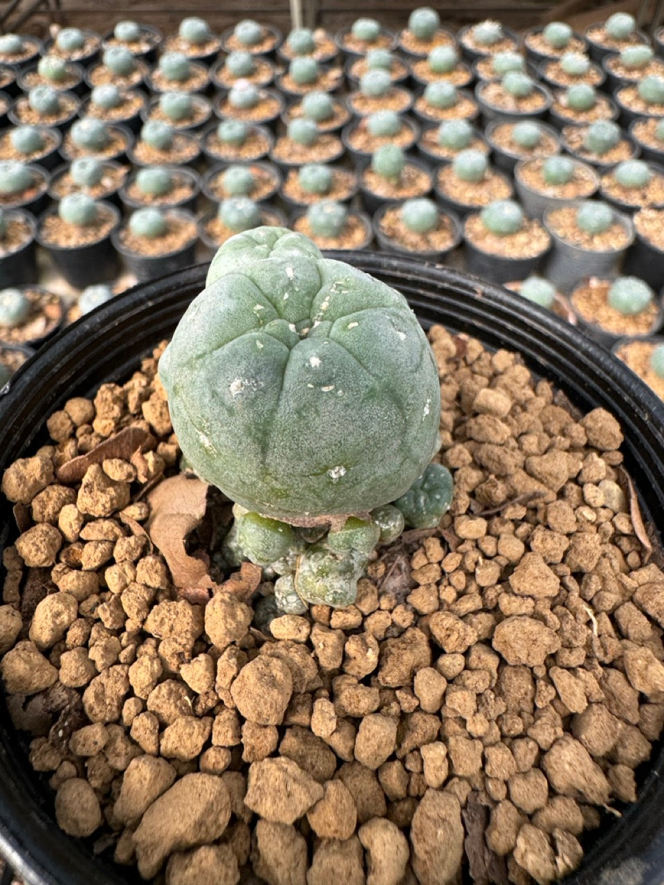 Lophophora williamsii – Peyote Cactus (6–7 cm, Own Root)