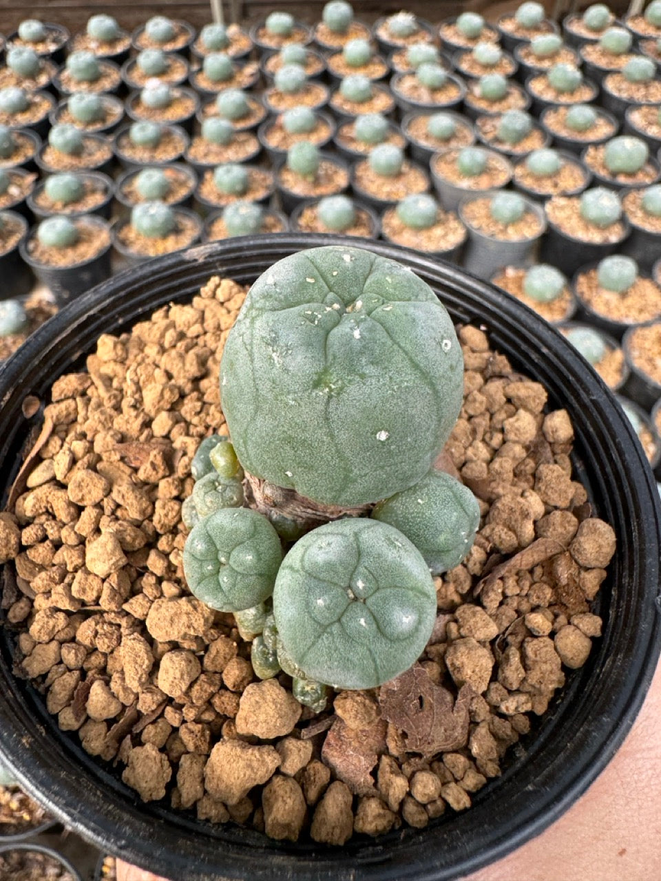 Lophophora williamsii – Peyote Cactus (6–7 cm, Own Root)