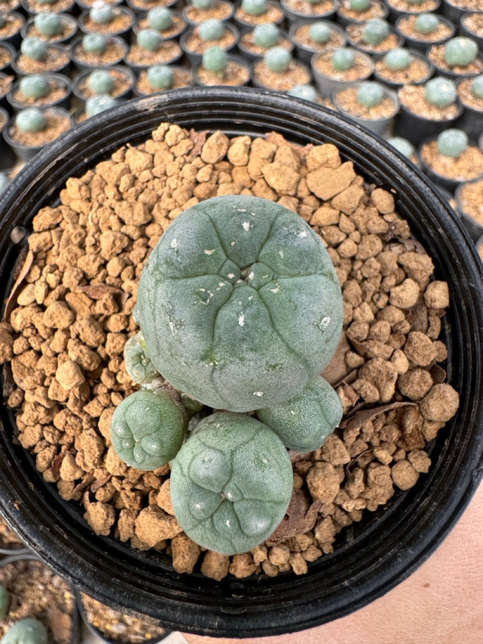 Lophophora williamsii – Peyote Cactus (6–7 cm, Own Root)