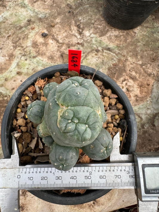 Lophophora williamsii – Peyote Cactus (6–7 cm, Own Root)