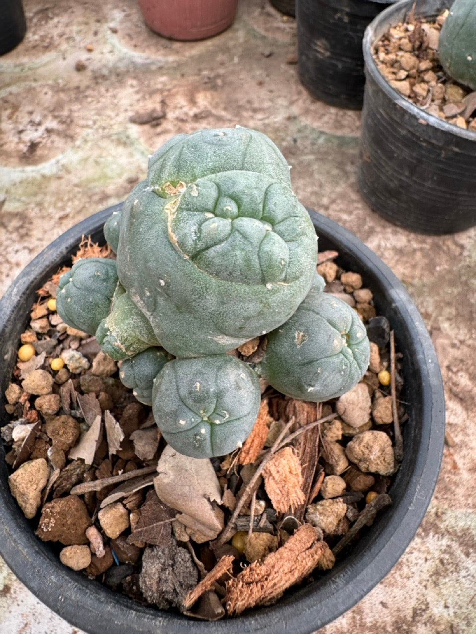 Lophophora williamsii – Peyote Cactus (6–7 cm, Own Root)