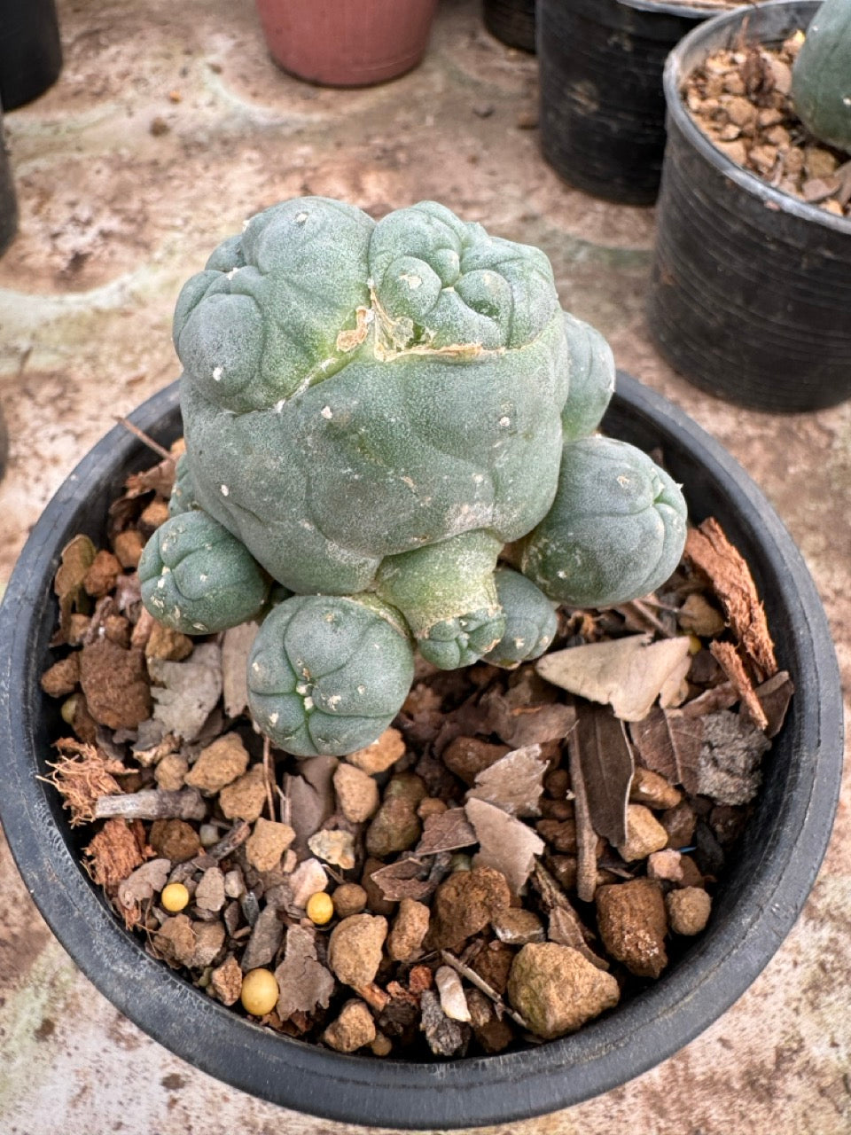 Lophophora williamsii – Peyote Cactus (6–7 cm, Own Root)