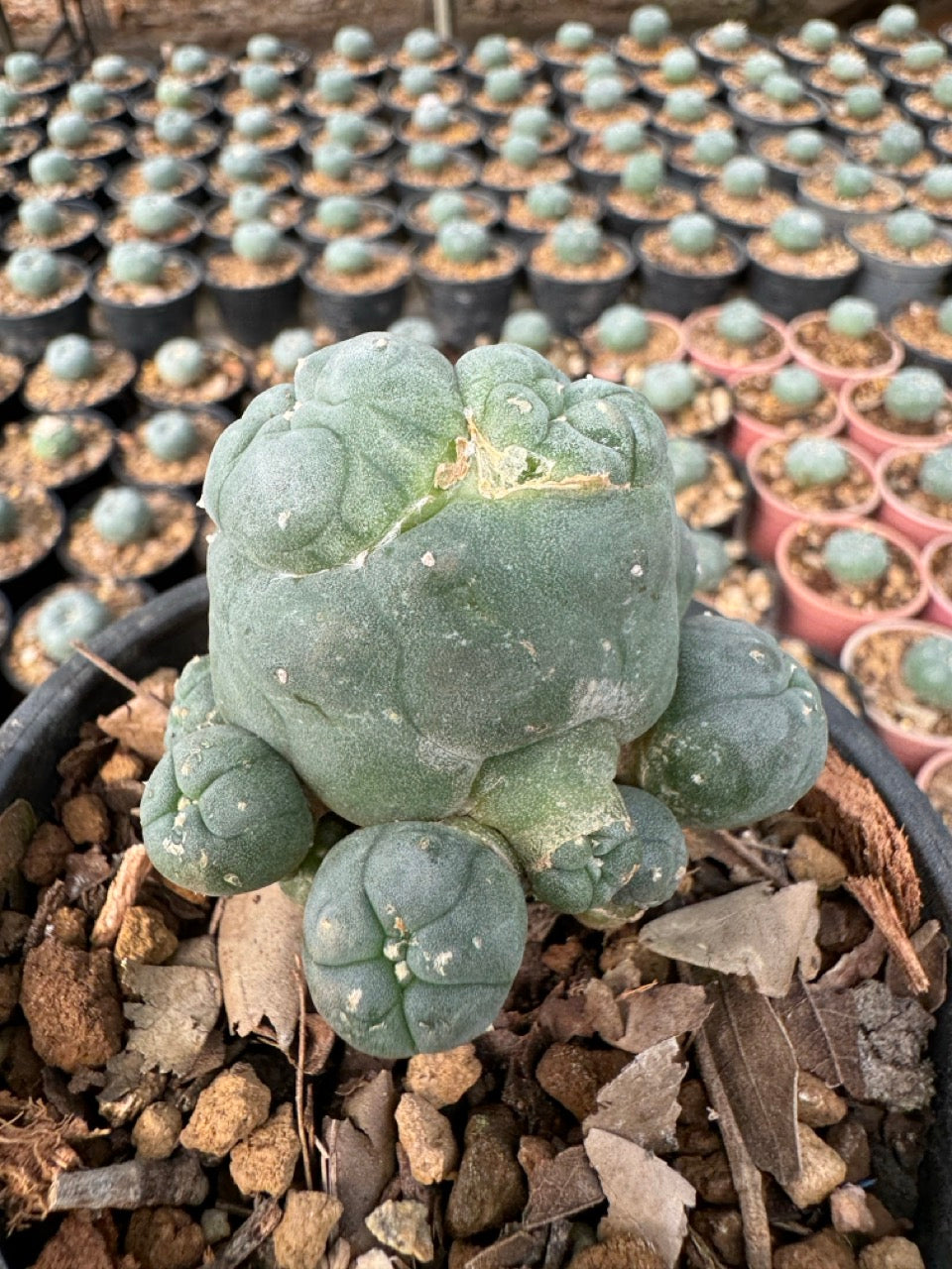 Lophophora williamsii – Peyote Cactus (6–7 cm, Own Root)