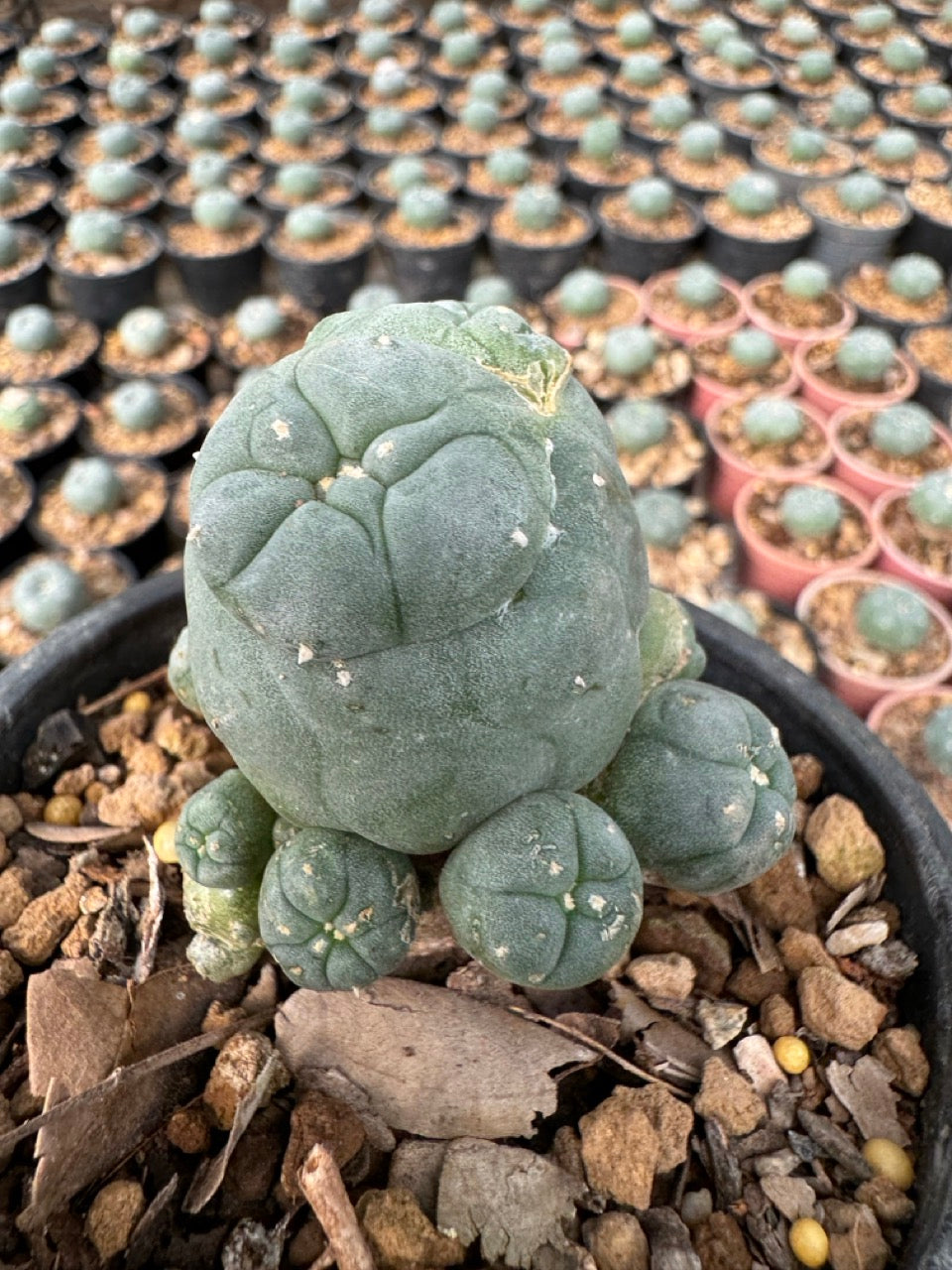 Lophophora williamsii – Peyote Cactus (6–7 cm, Own Root)