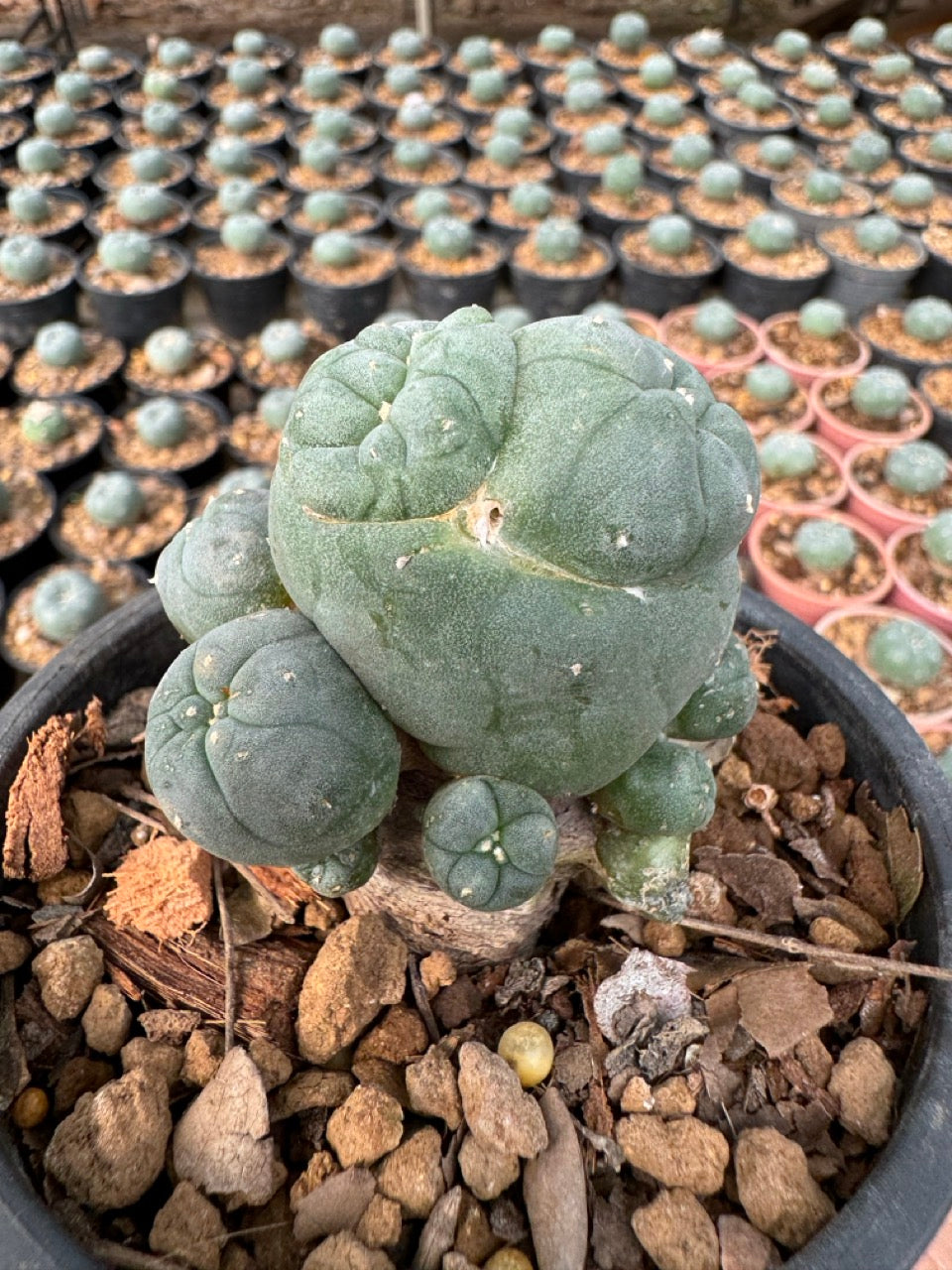 Lophophora williamsii – Peyote Cactus (6–7 cm, Own Root)