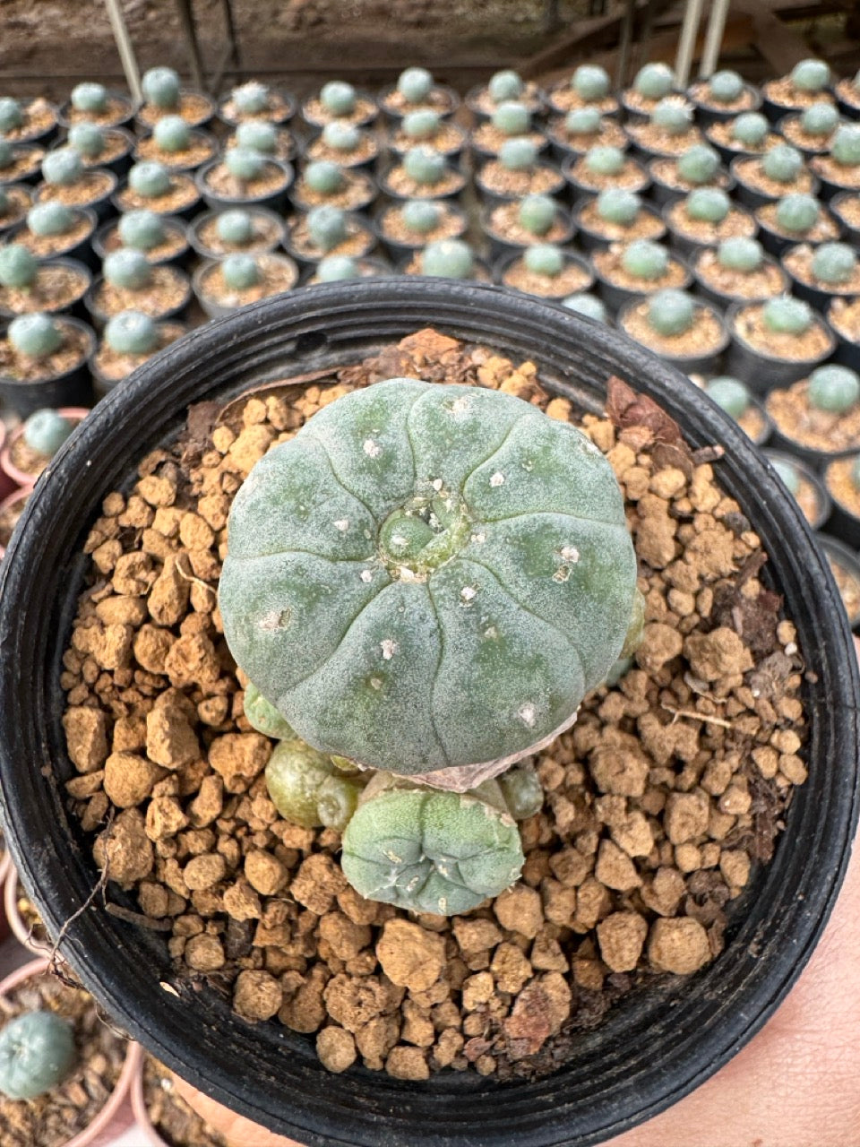 Lophophora williamsii – Peyote Cactus (6–7 cm, Own Root)