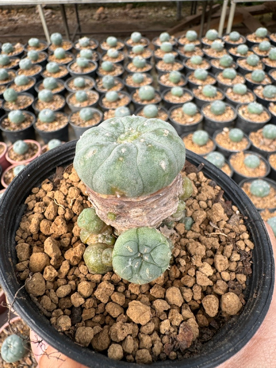 Lophophora williamsii – Peyote Cactus (6–7 cm, Own Root)