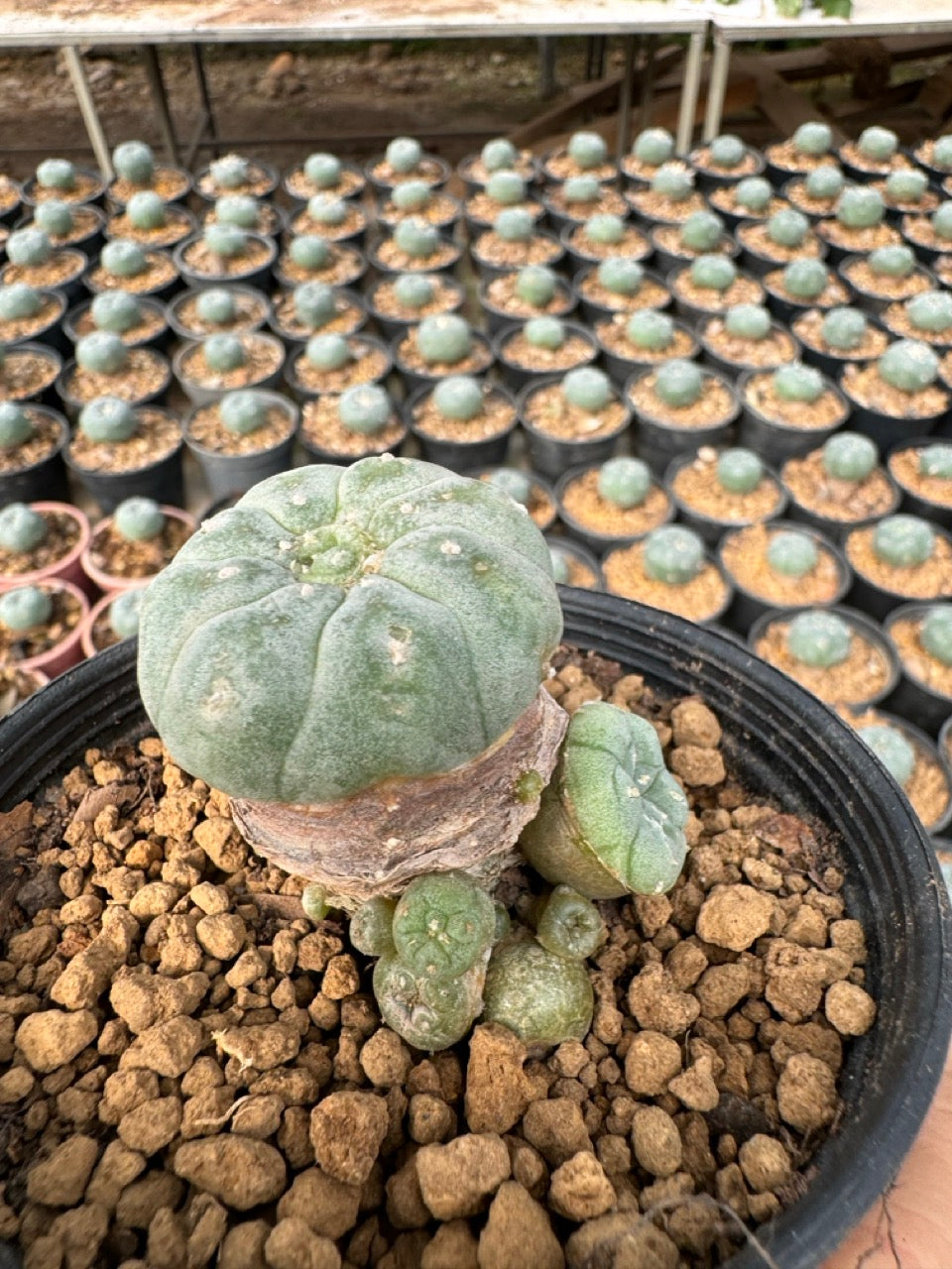Lophophora williamsii – Peyote Cactus (6–7 cm, Own Root)