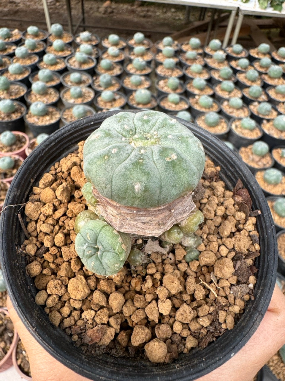 Lophophora williamsii – Peyote Cactus (6–7 cm, Own Root)