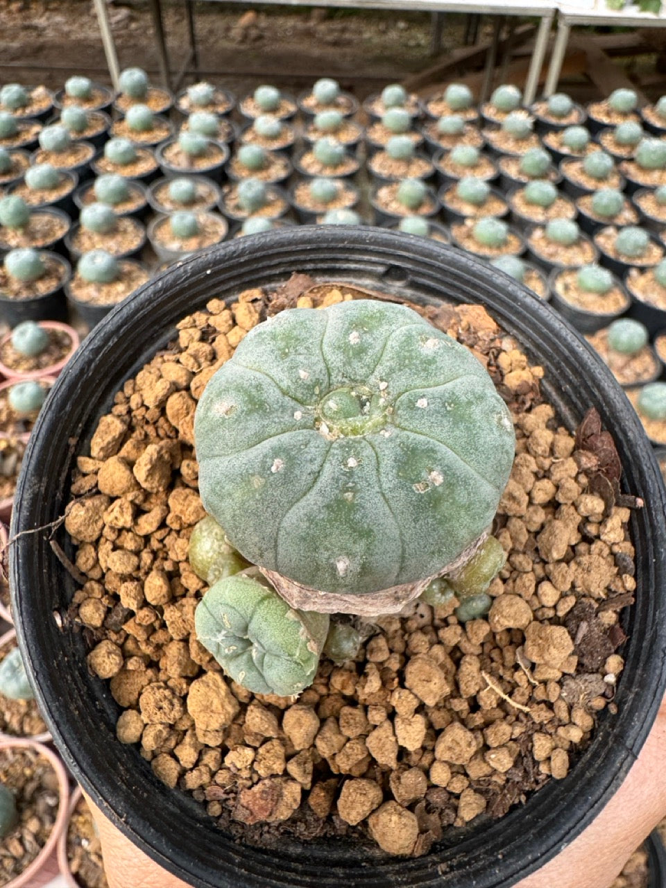 Lophophora williamsii – Peyote Cactus (6–7 cm, Own Root)