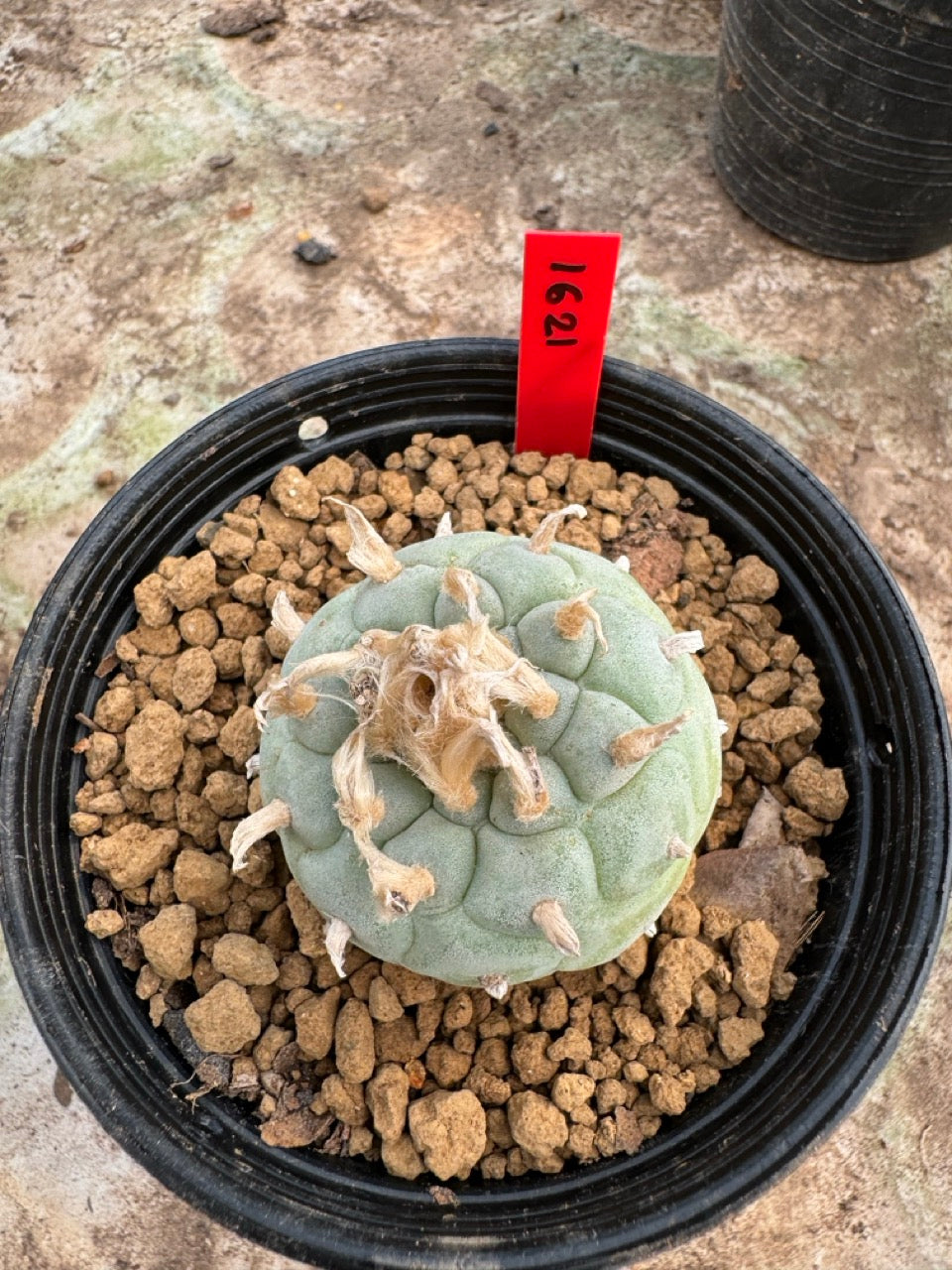 Lophophora williamsii – Peyote Cactus (6–7 cm, Own Root)