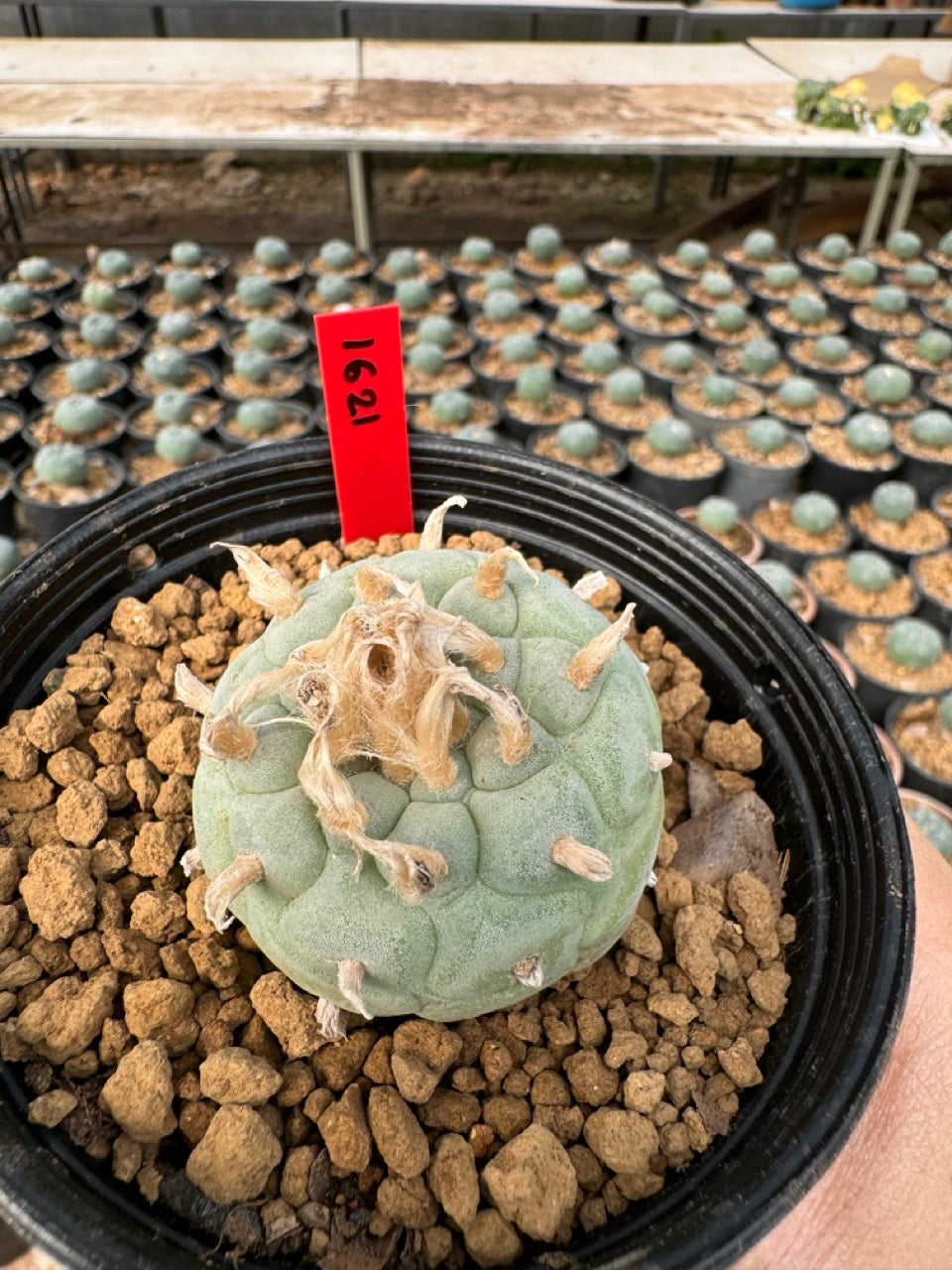 Lophophora williamsii – Peyote Cactus (6–7 cm, Own Root)