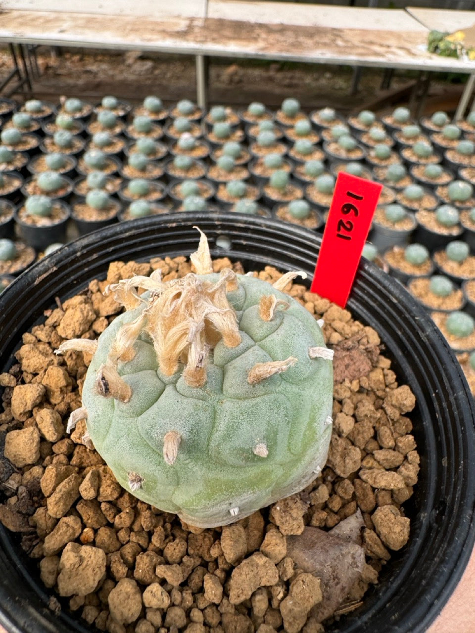 Lophophora williamsii – Peyote Cactus (6–7 cm, Own Root)