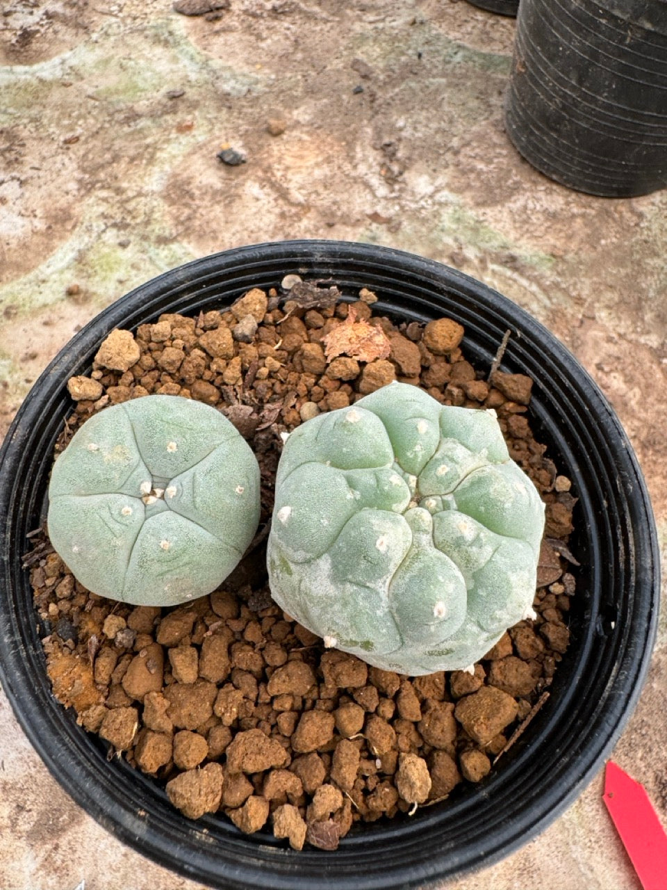 Lophophora williamsii – Peyote Cactus (6–7 cm, Own Root)