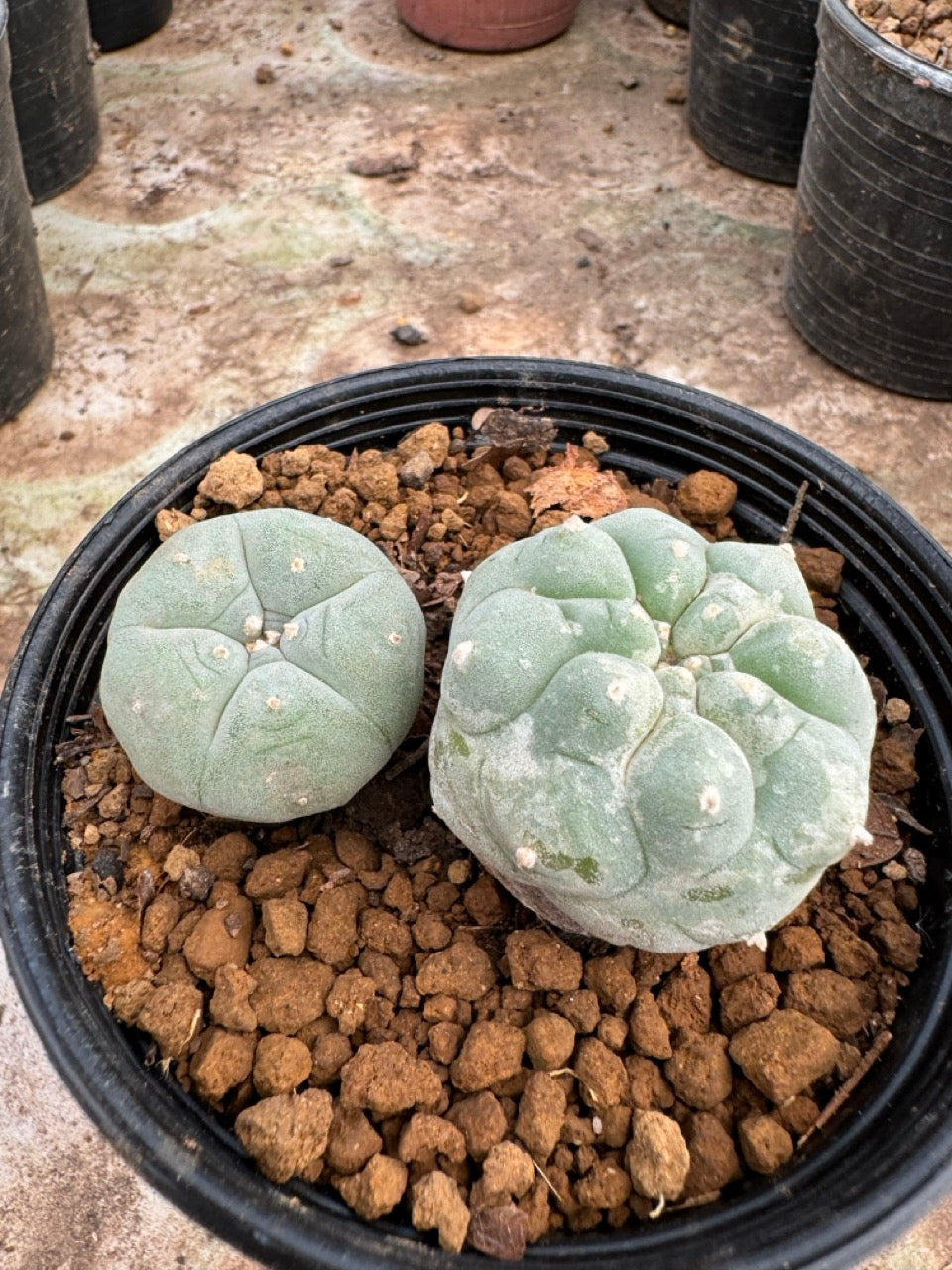 Lophophora williamsii – Peyote Cactus (6–7 cm, Own Root)