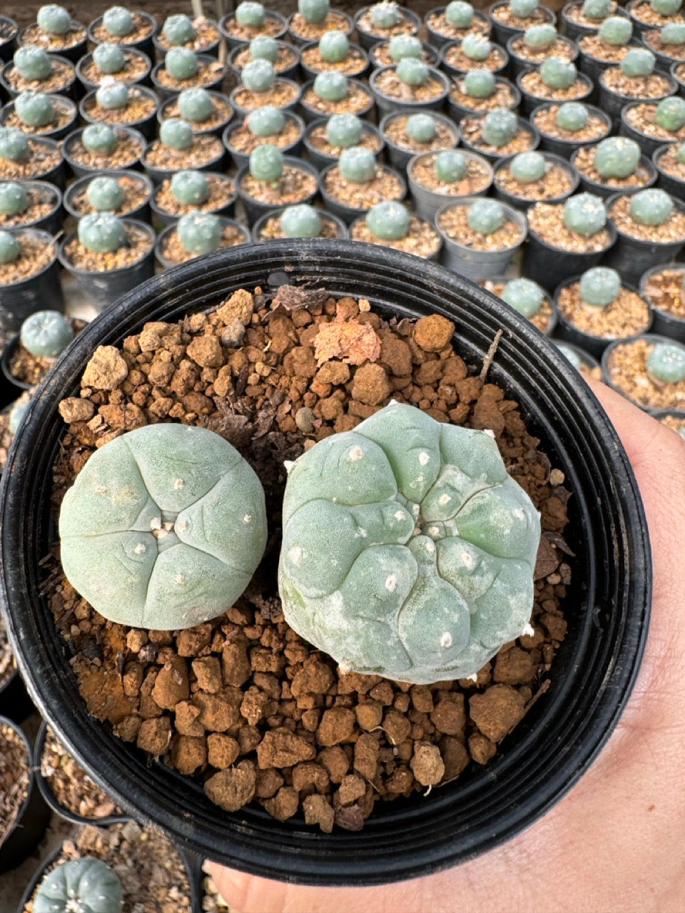 Lophophora williamsii – Peyote Cactus (6–7 cm, Own Root)