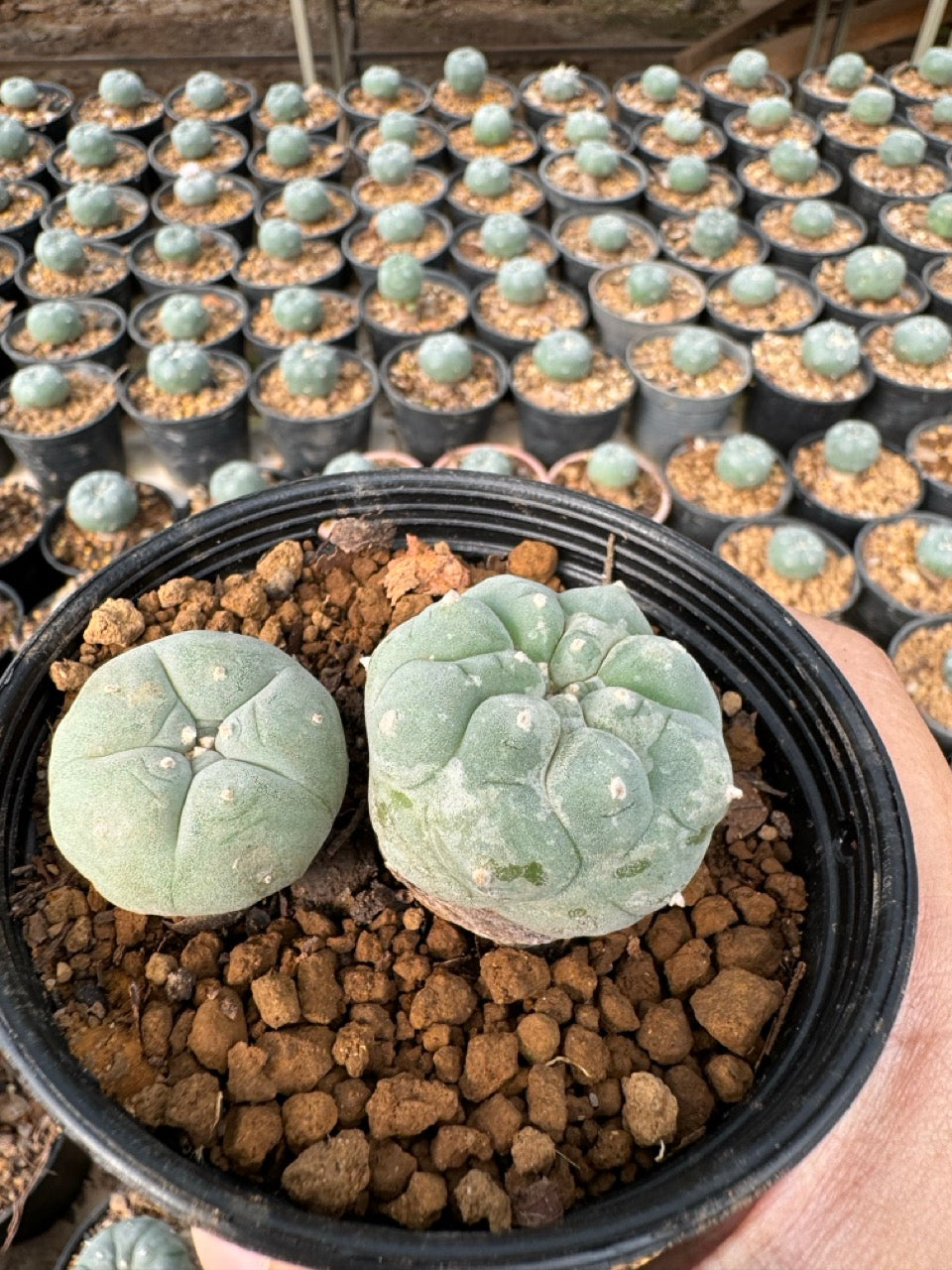 Lophophora williamsii – Peyote Cactus (6–7 cm, Own Root)