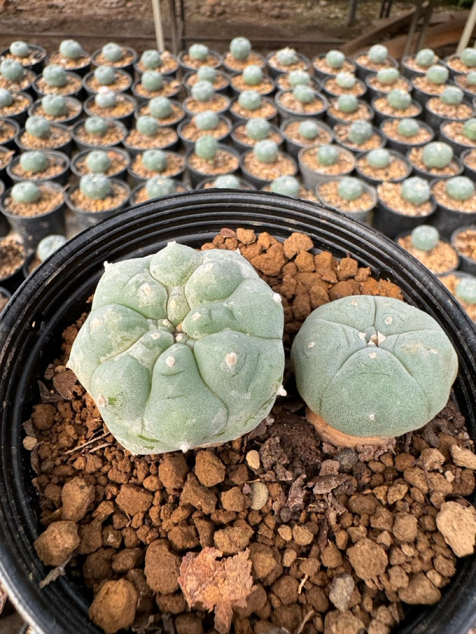 Lophophora williamsii – Peyote Cactus (6–7 cm, Own Root)