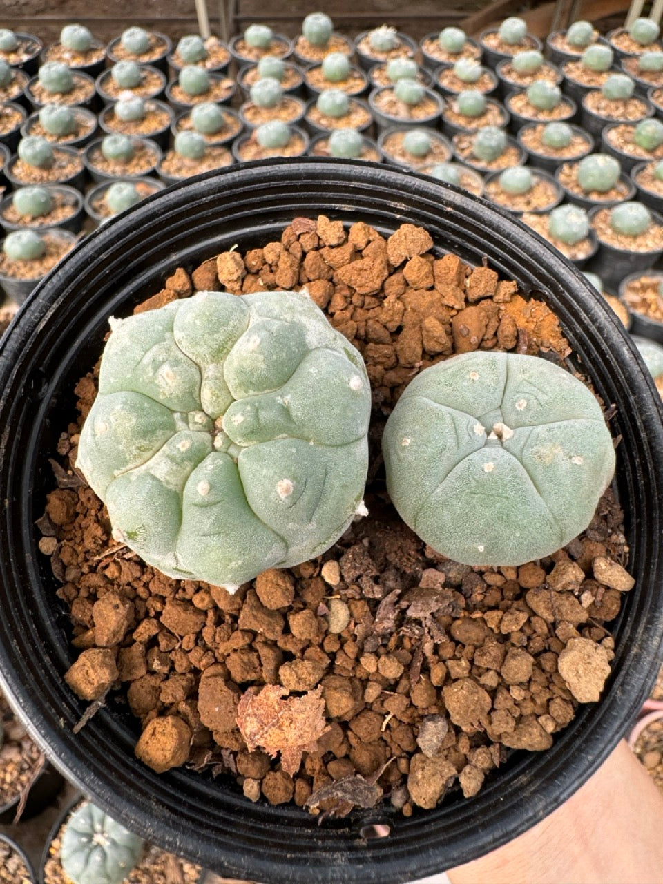 Lophophora williamsii – Peyote Cactus (6–7 cm, Own Root)