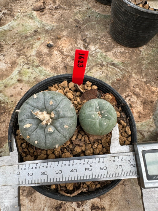 Lophophora williamsii – Peyote Cactus (6–7 cm, Own Root)