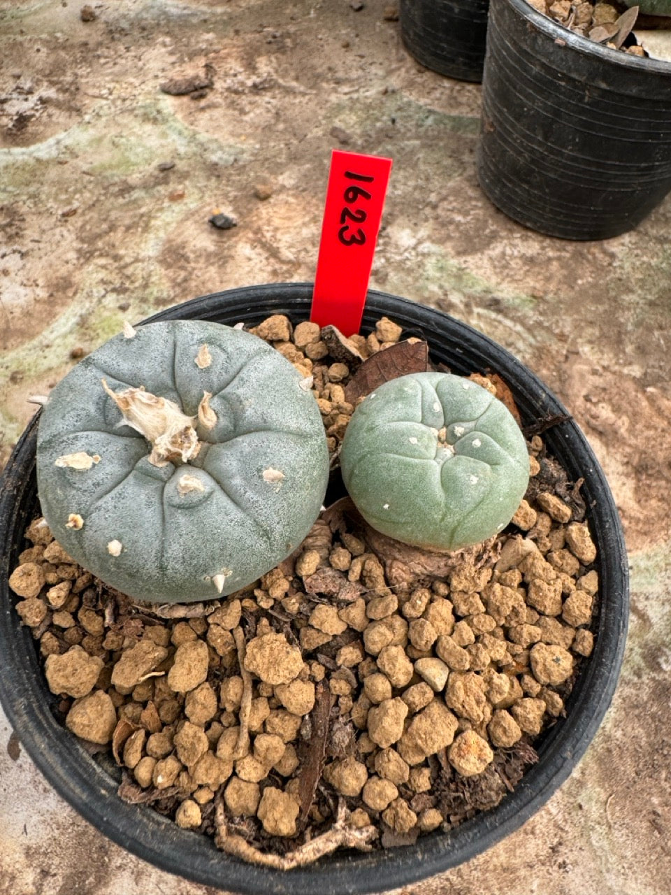 Lophophora williamsii – Peyote Cactus (6–7 cm, Own Root)