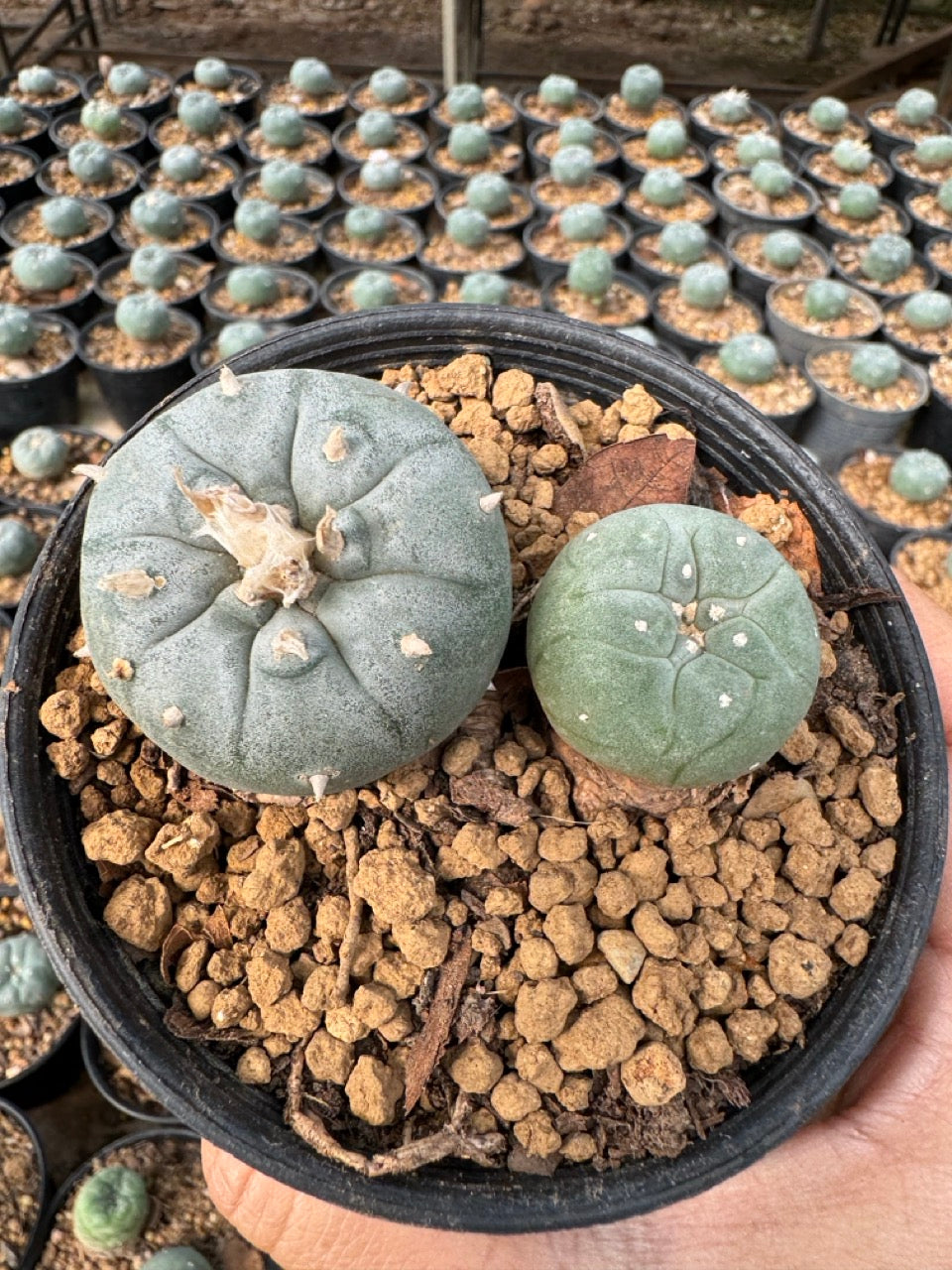 Lophophora williamsii – Peyote Cactus (6–7 cm, Own Root)