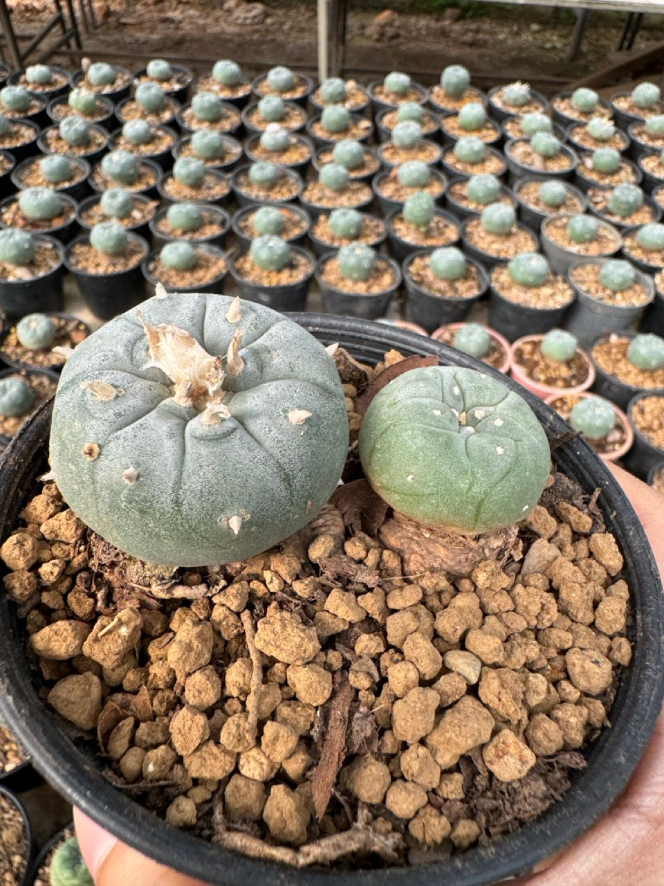 Lophophora williamsii – Peyote Cactus (6–7 cm, Own Root)