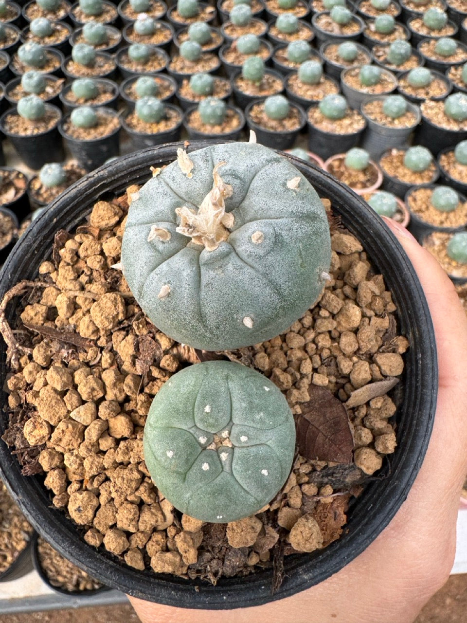 Lophophora williamsii – Peyote Cactus (6–7 cm, Own Root)