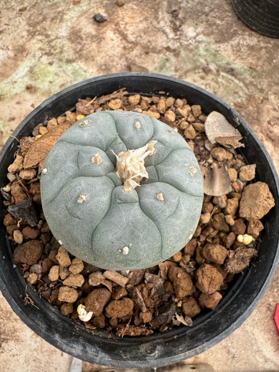 Lophophora williamsii – Peyote Cactus (6–7 cm, Own Root)