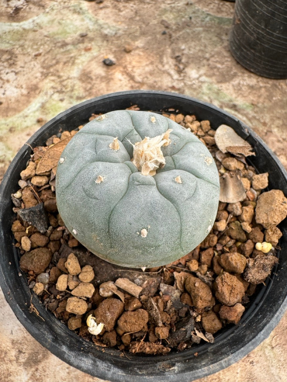 Lophophora williamsii – Peyote Cactus (6–7 cm, Own Root)