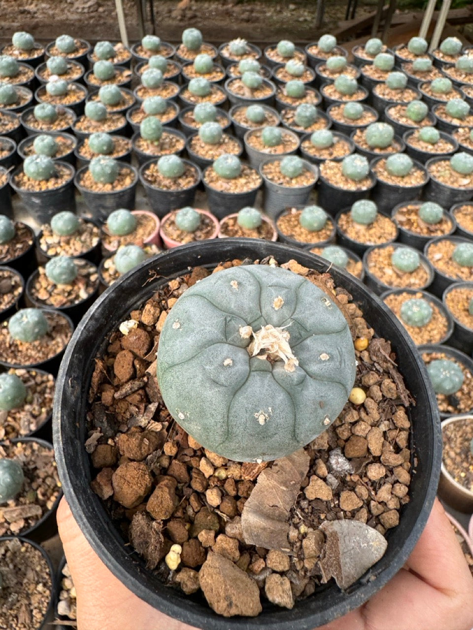 Lophophora williamsii – Peyote Cactus (6–7 cm, Own Root)