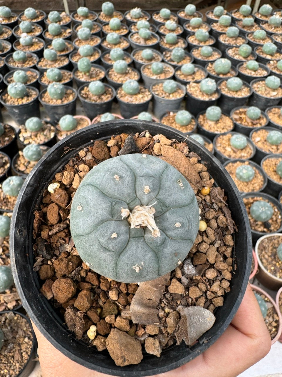 Lophophora williamsii – Peyote Cactus (6–7 cm, Own Root)