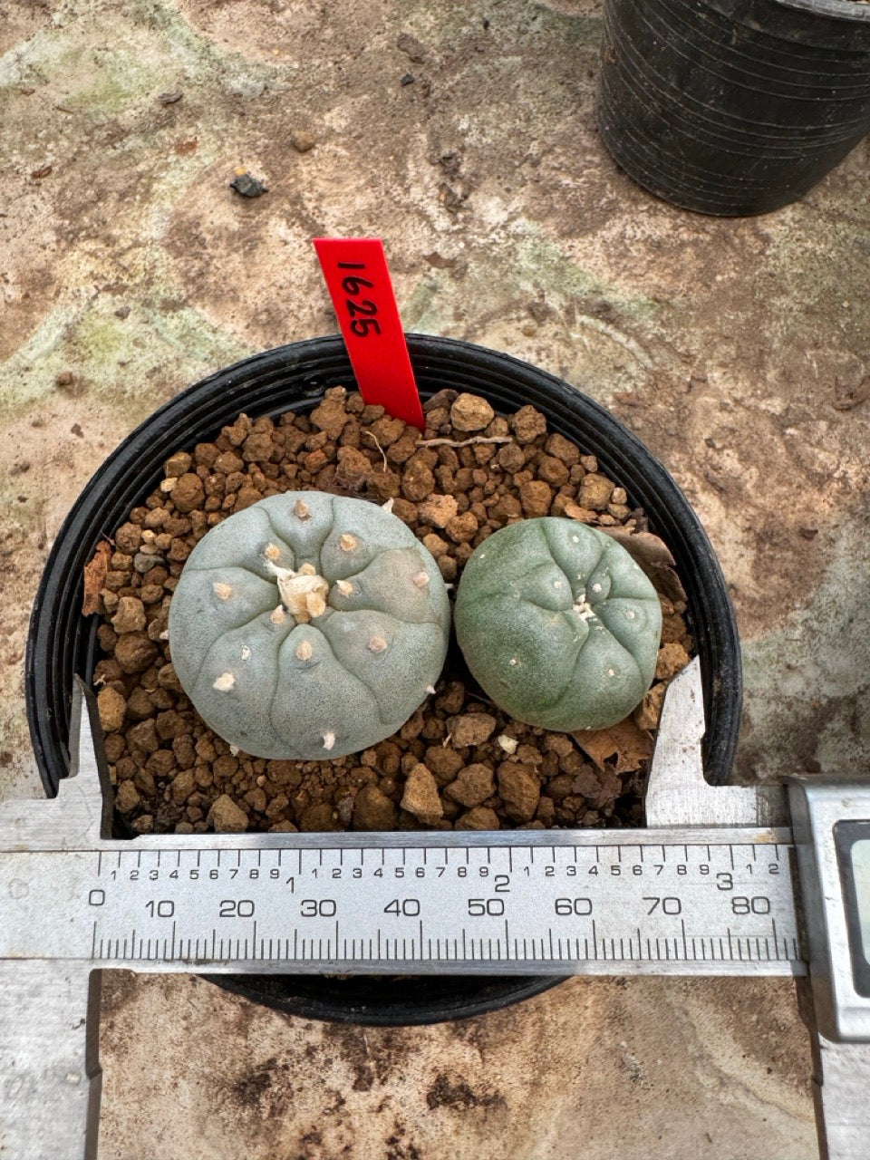Lophophora williamsii – Peyote Cactus (6–7 cm, Own Root)
