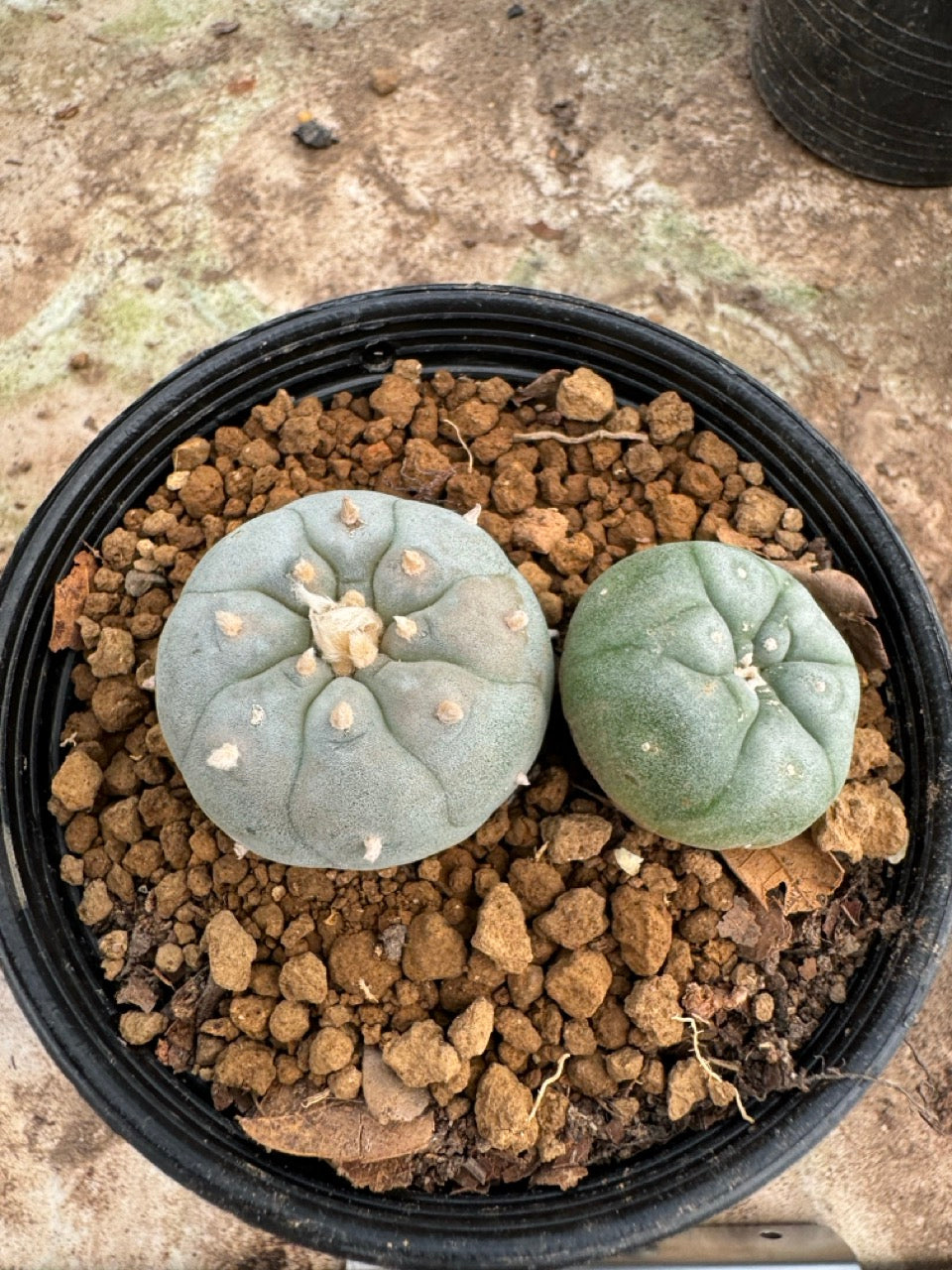 Lophophora williamsii – Peyote Cactus (6–7 cm, Own Root)