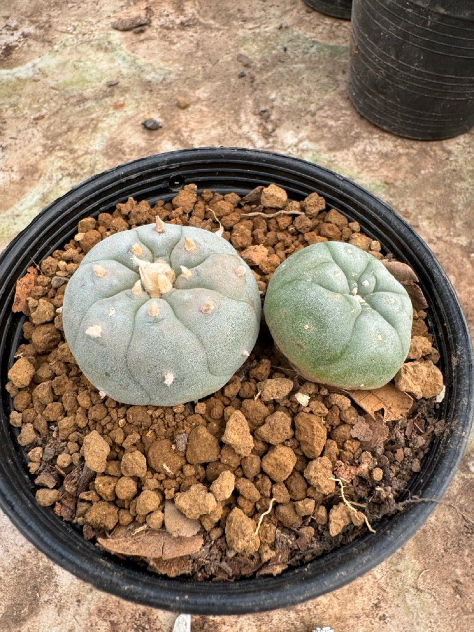 Lophophora williamsii – Peyote Cactus (6–7 cm, Own Root)