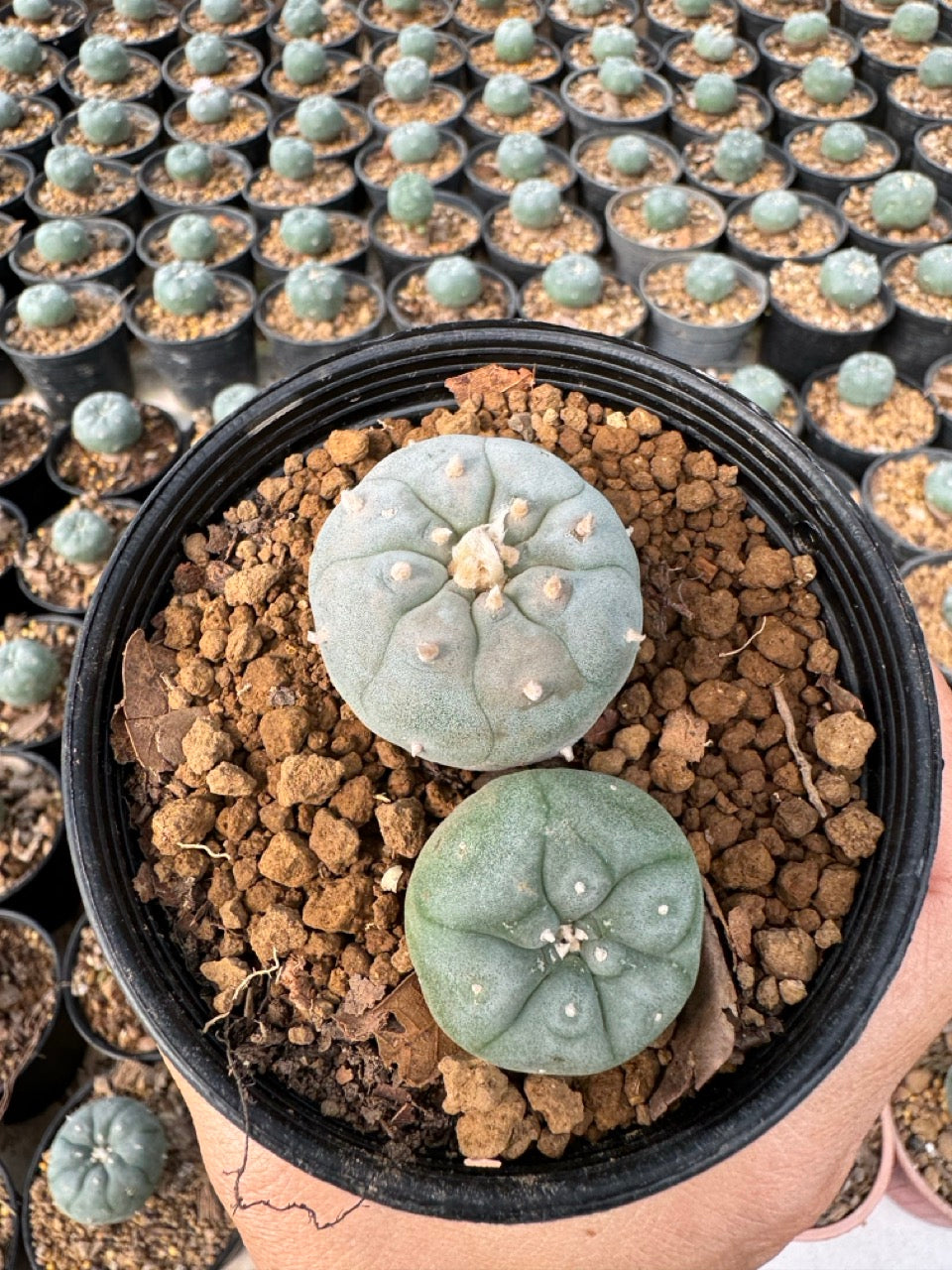 Lophophora williamsii – Peyote Cactus (6–7 cm, Own Root)