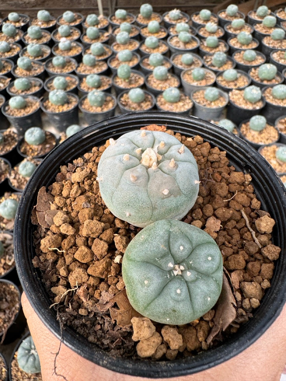 Lophophora williamsii – Peyote Cactus (6–7 cm, Own Root)