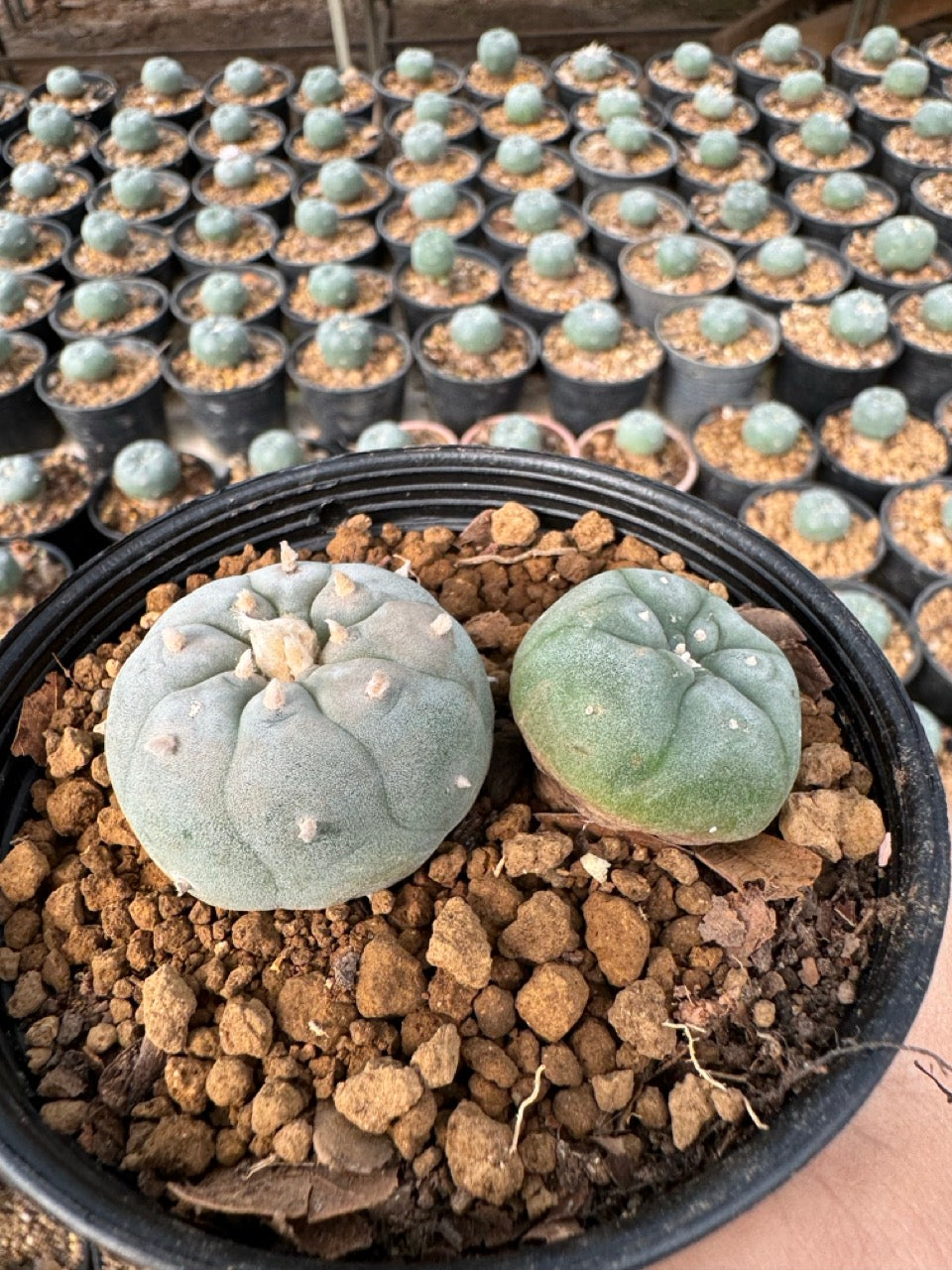 Lophophora williamsii – Peyote Cactus (6–7 cm, Own Root)