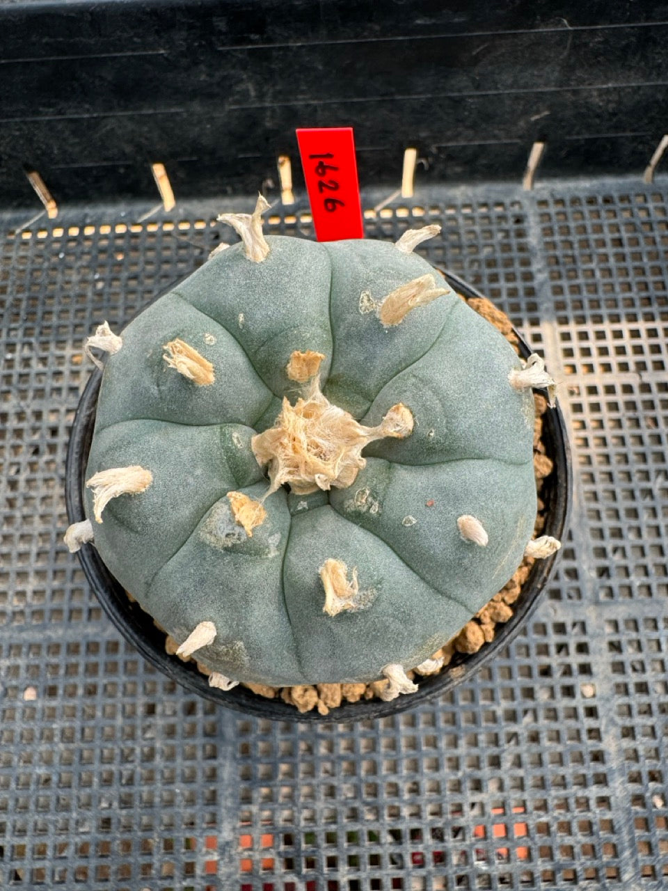 Lophophora williamsii – Peyote Cactus (6–7 cm, Own Root)