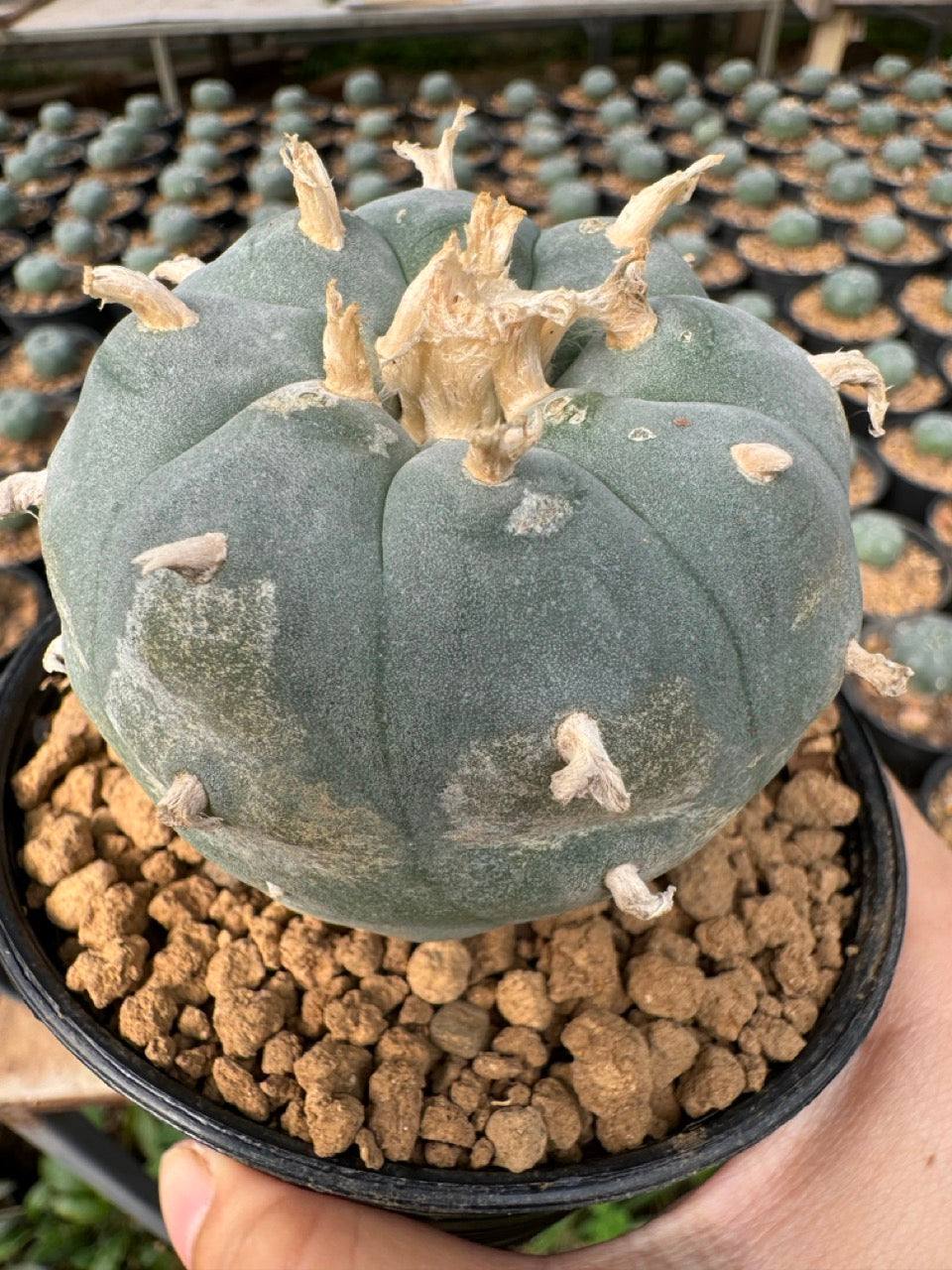 Lophophora williamsii – Peyote Cactus (6–7 cm, Own Root)