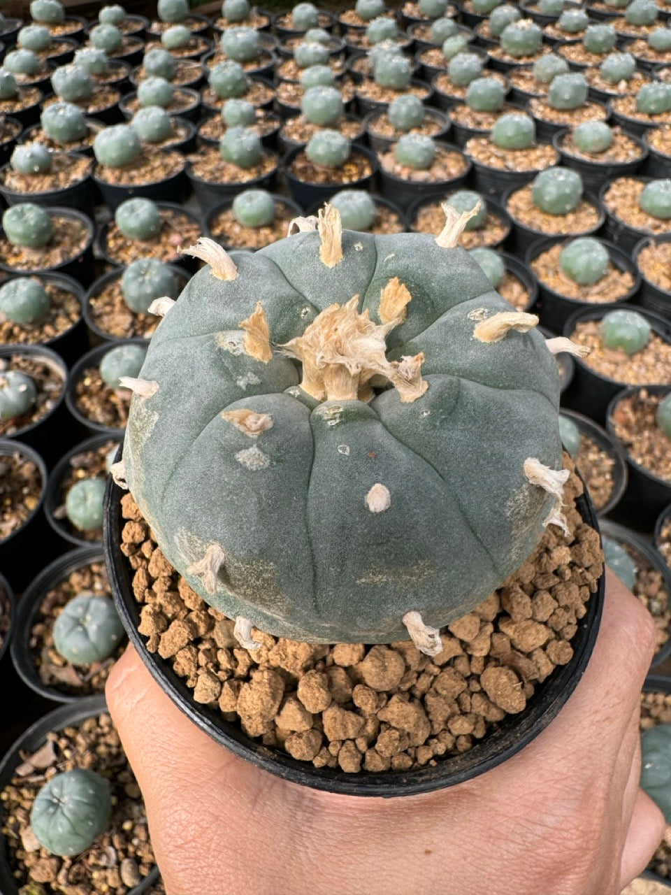 Lophophora williamsii – Peyote Cactus (6–7 cm, Own Root)
