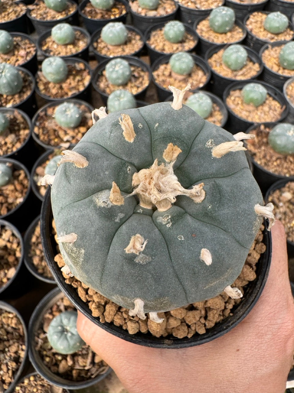 Lophophora williamsii – Peyote Cactus (6–7 cm, Own Root)
