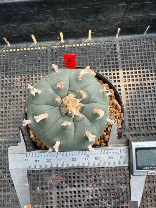 Lophophora williamsii – Peyote Cactus (6–7 cm, Own Root)