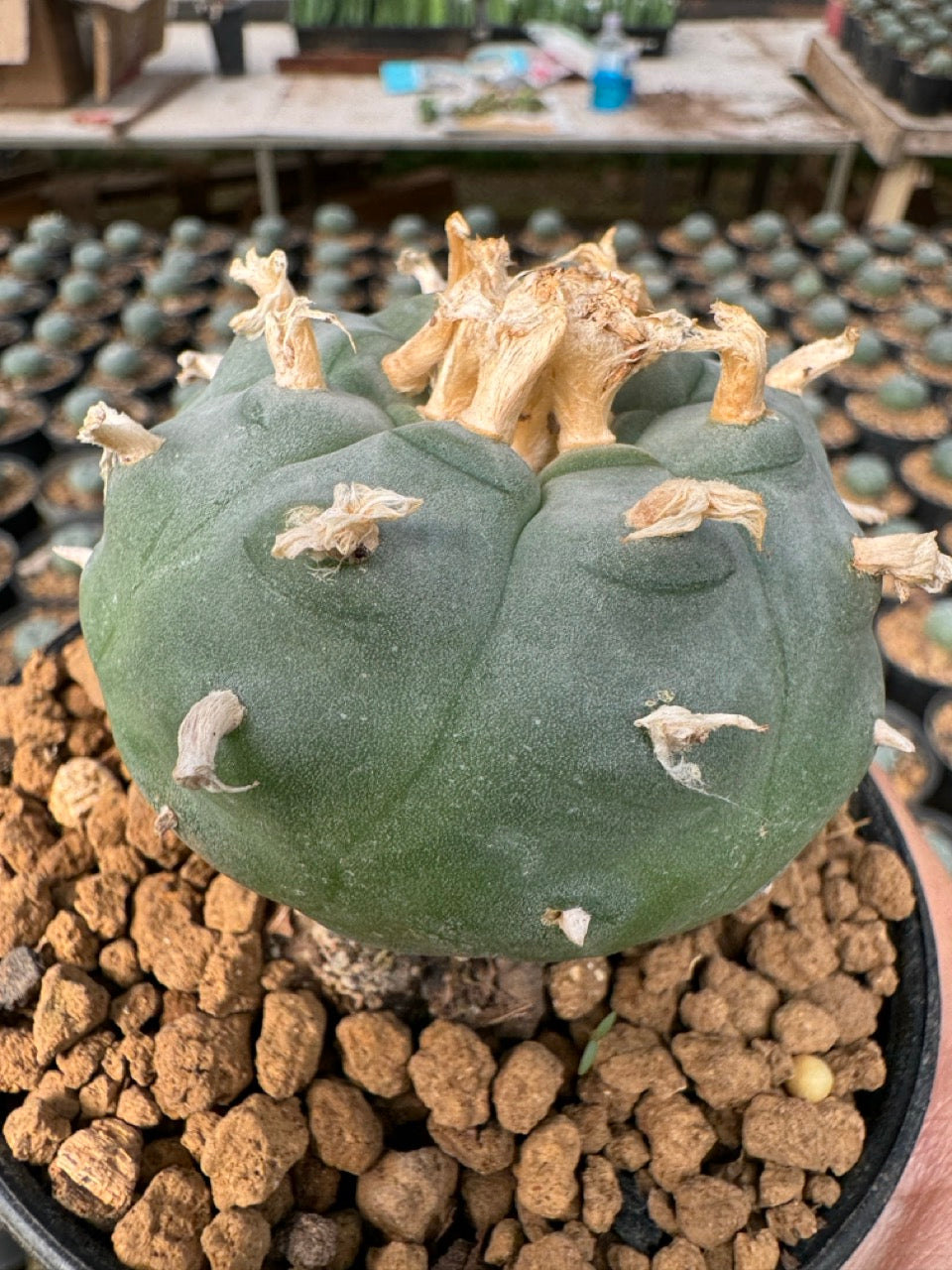 Lophophora williamsii – Peyote Cactus (6–7 cm, Own Root)