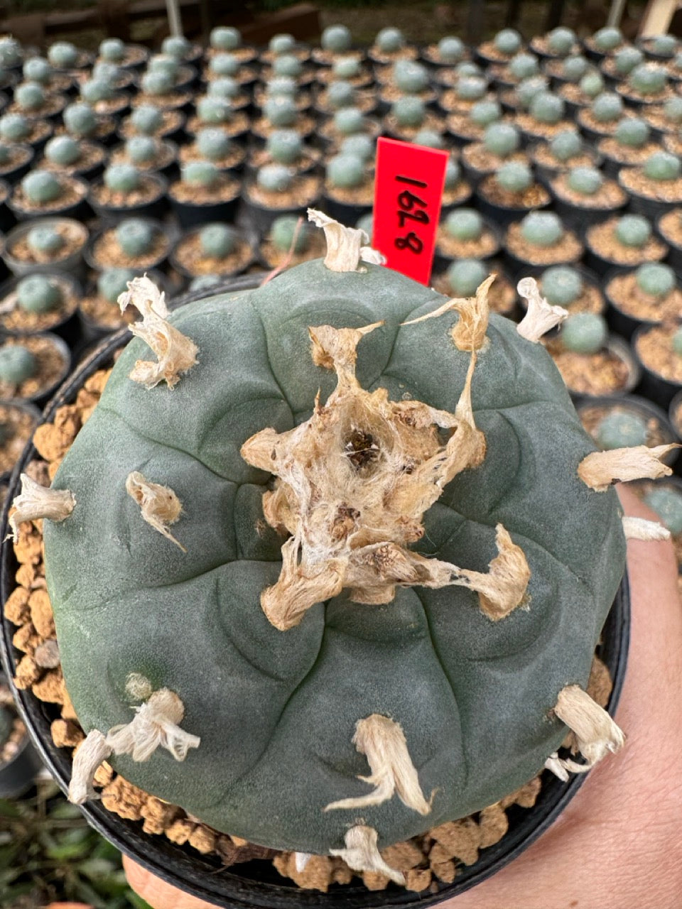 Lophophora williamsii – Peyote Cactus (6–7 cm, Own Root)