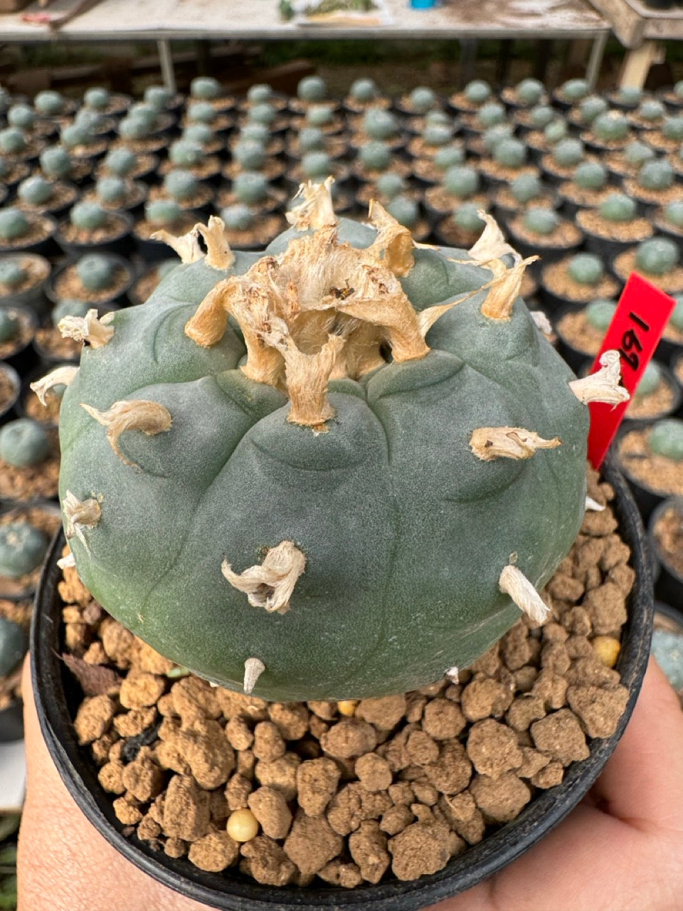 Lophophora williamsii – Peyote Cactus (6–7 cm, Own Root)