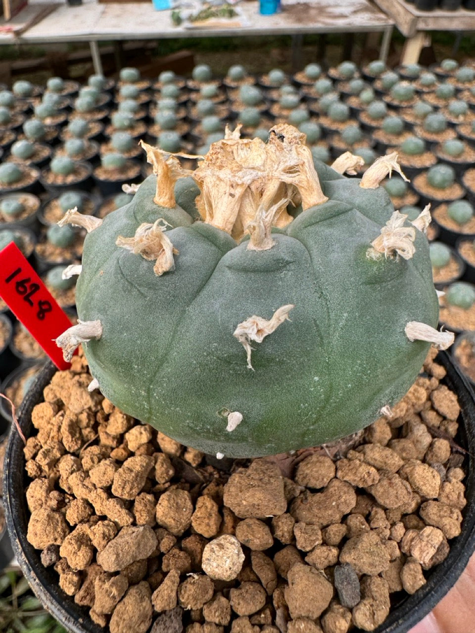 Lophophora williamsii – Peyote Cactus (6–7 cm, Own Root)