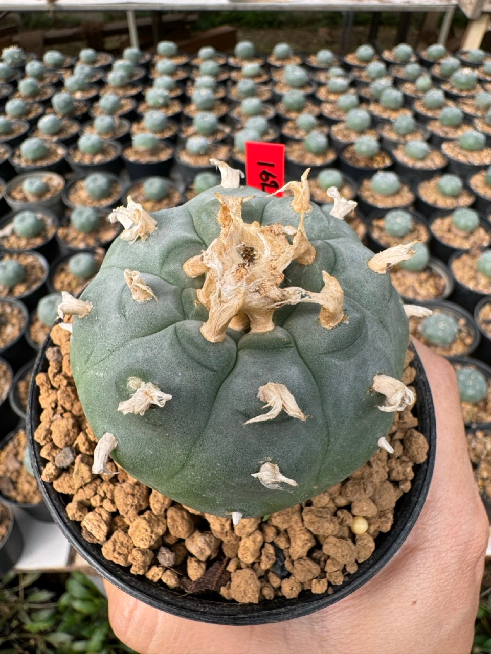Lophophora williamsii – Peyote Cactus (6–7 cm, Own Root)